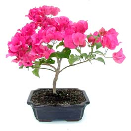 Bougainvillea Bonsai