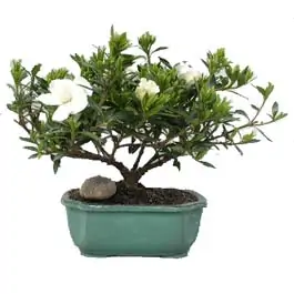 Gardenia Bonsai