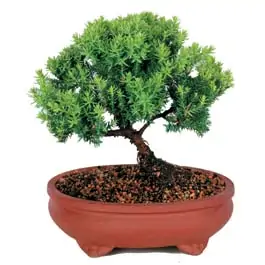 Juniper Bonsai