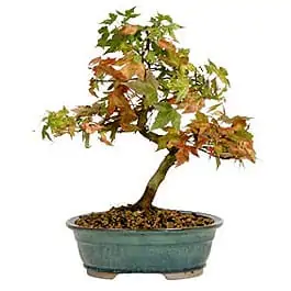 Trident Maple Bonsai Care [Acer Buergerianum]