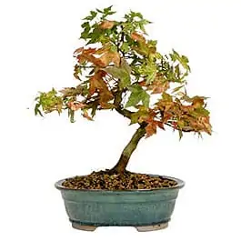 Trident Maple Bonsai