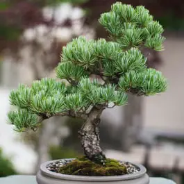 Are bonsai tree reptiles safe
