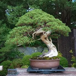 Are coffee grounds good for bonsai trees