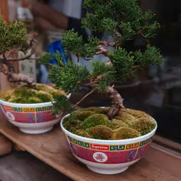 Can any tree be a bonsai