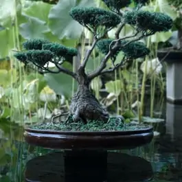 Can bonsai trees live underwater