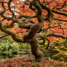 Can you plant bonsai trees in the ground