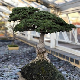 How to get rid of mites on bonsai