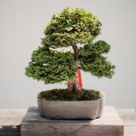How to grow bonsai moss