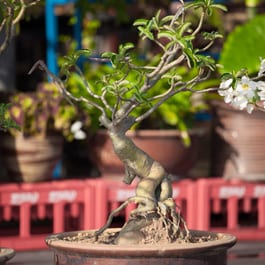 Is vermiculite good for bonsai