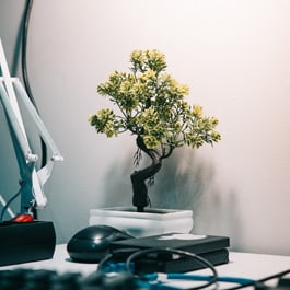 Are grow lights good for bonsai