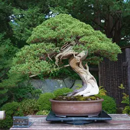 Is miracle grow good for bonsai