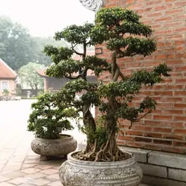 Is perlite good for bonsai