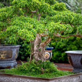 Is rain good for bonsai