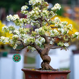 Is wind bad for bonsai