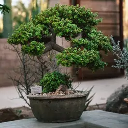 Why are bonsai pots shallow