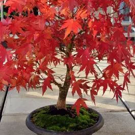 20Pcs Acer Ginnala Flame Amur Maple Bright Red Leaves Seeds Trees Great Bonsai 