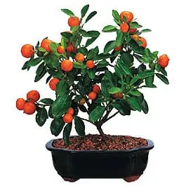 Calamondin Bonsai Care [Rutaceae]