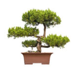 Cupressus Bonsai Care [Cupressus Macrocarpa]