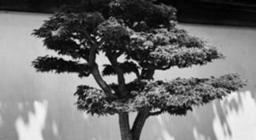 Do bonsai trees attract bugs