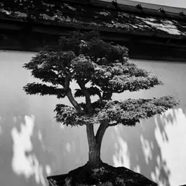 Do bonsai trees attract bugs