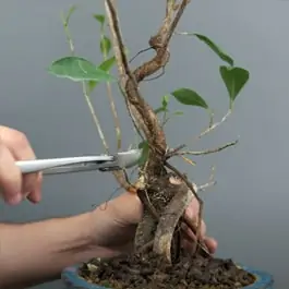 Ficus Ginseng Bonsai Care [Ficus retusa]