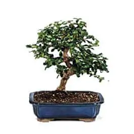 Fukien tea bonsai
