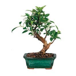 Golden Gate Ficus Bonsai