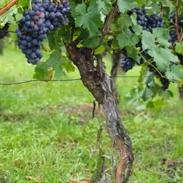 Grapevine Bonsai