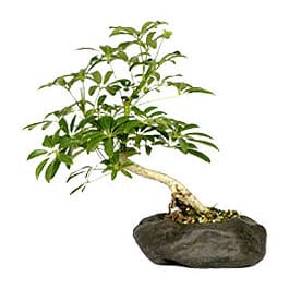 Hawaiian Umbrella Bonsai Care [Schefflera Arboricola]