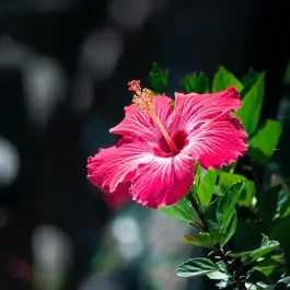 Hibiscus Bonsai