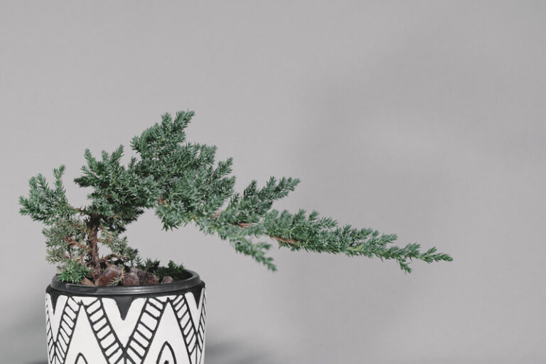 Juniper Bonsai Care Steybystep Guide [Juniperus Chinensis]
