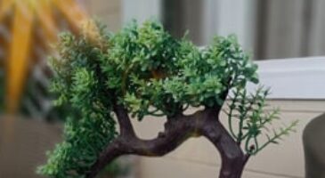 How to air layer a bonsai tree