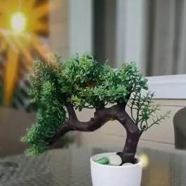 How to air layer a bonsai tree