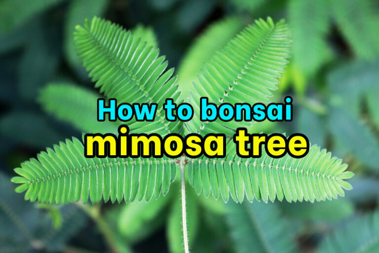 Mimosa Bonsai Care Perfect Guide julibrissin]