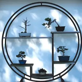 How to defoliate bonsai trees