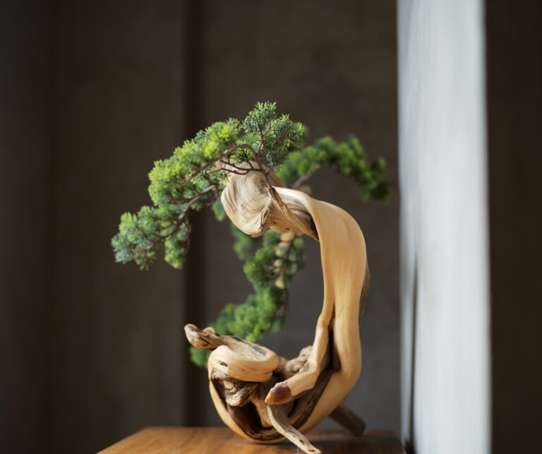 Is bonsai a good gift