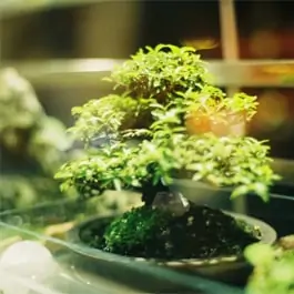 Is artificial light good for bonsai