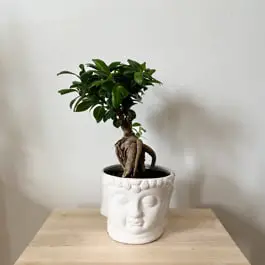 Is bonsai a good gift
