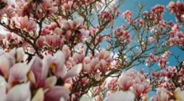 Is magnolia good for bonsai