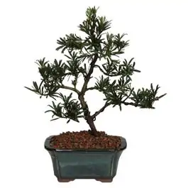 Podocarpus Bonsai Care [Podocarpus Macrophyllus]