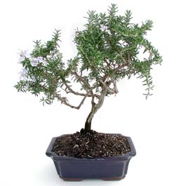 Rosemary Bonsai