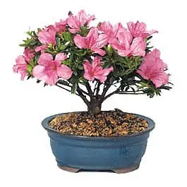 Satsuki Azalea Bonsai Care [Rhododendron Indicum]