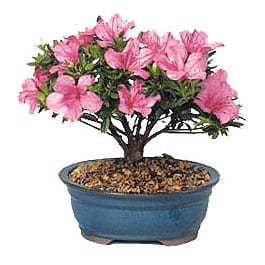 Satsuki Azalea Bonsai