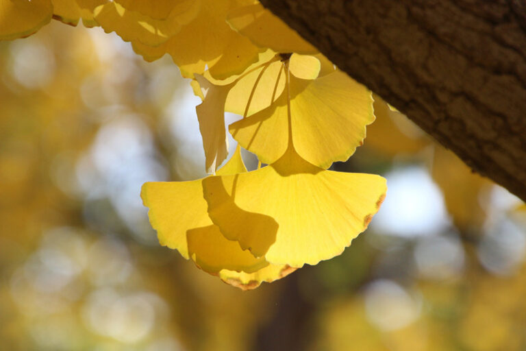 Ginkgo Bonsai CareHistoryTypes [Ginkgo biloba]