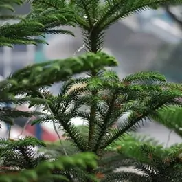 Norfolk Island Pine Bonsai