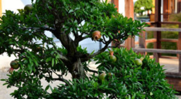 Pomegranate Bonsai Care [Punica Granatum]