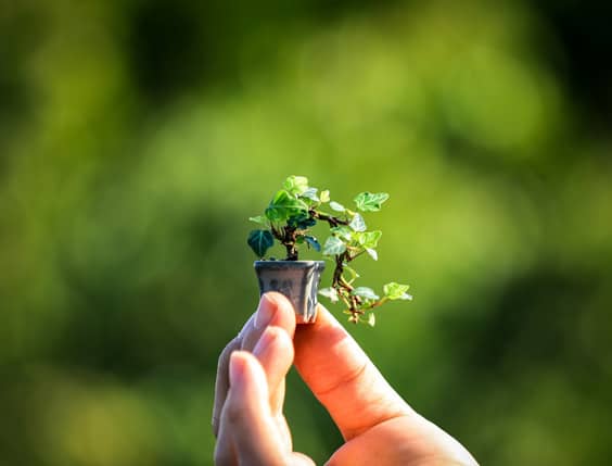 Why choose us Why choose bonsai-express.com