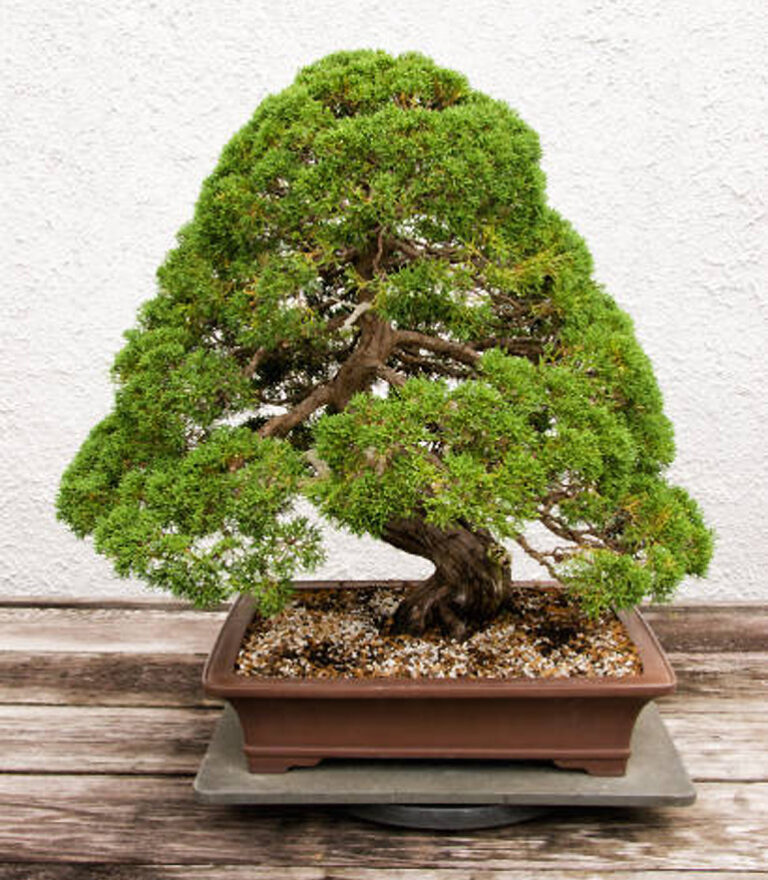 Cedar Bonsai Care Complete Guide [Cedrus Libani]