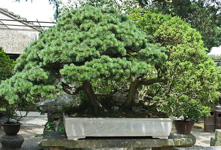 Juniperus Cedrus Madera Cedars-Ginepro BONSAI 15 semi V 90052 