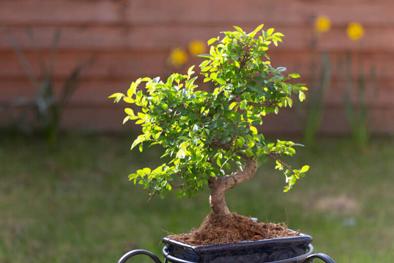 Chinese Elm Bonsai Care Complete Guide [Ulmus Parvifolia]